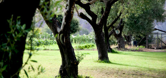 prato alberi wine tour montezara cantina Sardegna